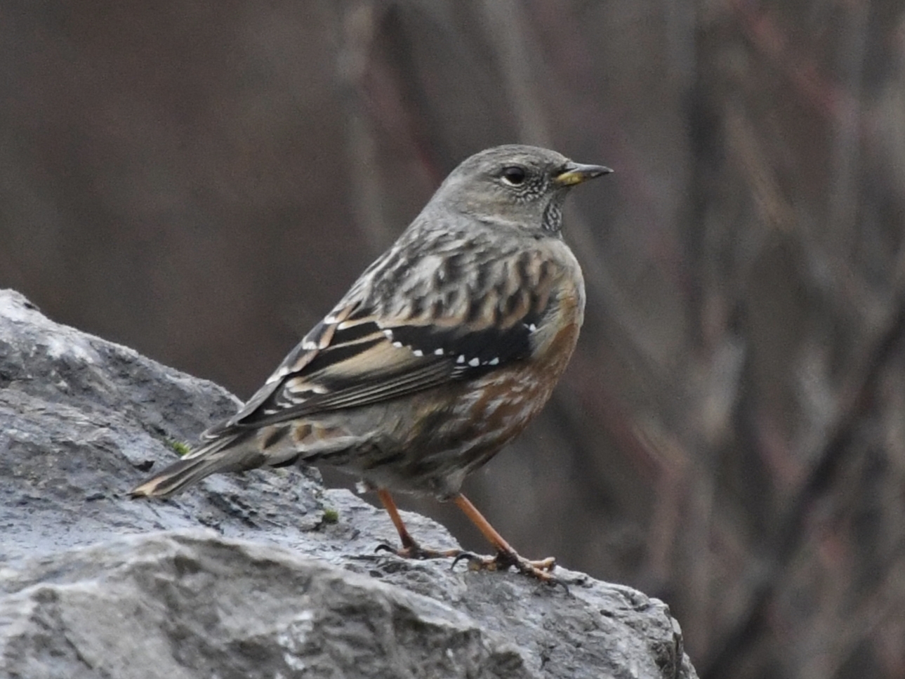 Alpine Accentor (Prunella collaris), photo 3