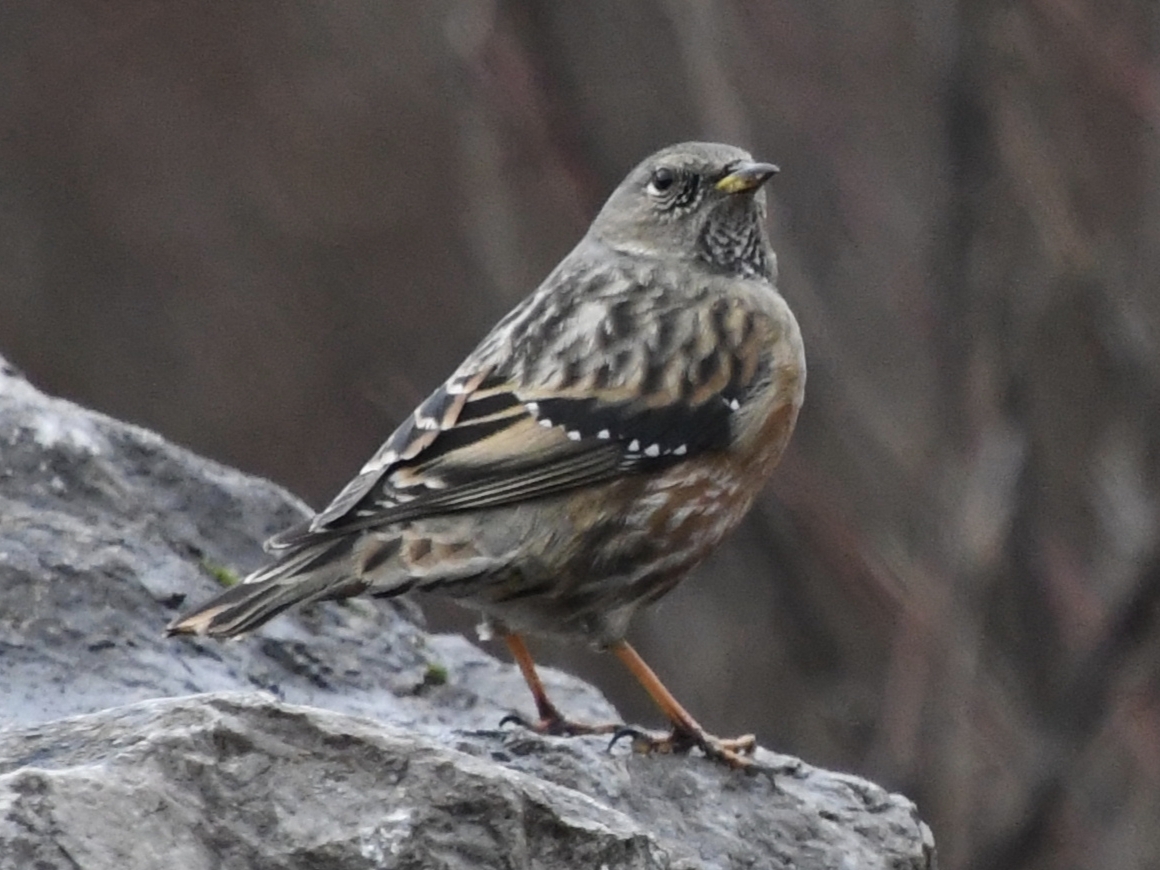 Alpine Accentor (Prunella collaris), photo 4