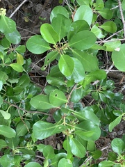 Scyphiphora hydrophylacea