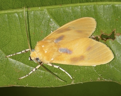 Regobarrosia villiersi