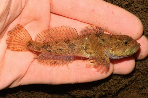 Potomac sculpin (Cottus girardi) — Cottidae — 3