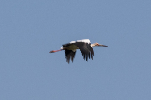 Maguari Stork (Ciconia maguari), photo 4