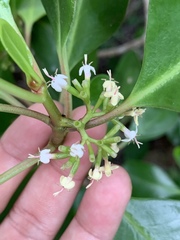 Scyphiphora hydrophylacea