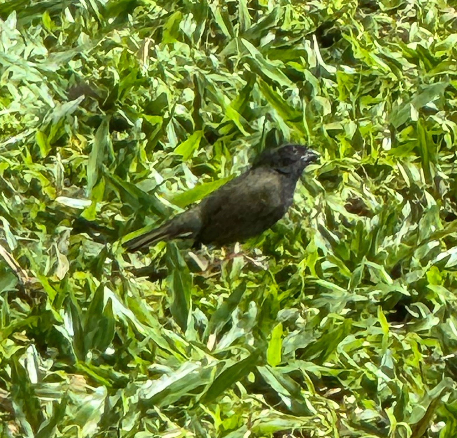 Black-faced Grassquit (Melanospiza bicolor), photo 10