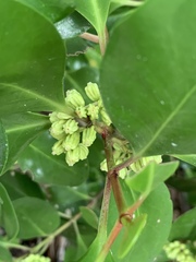 Scyphiphora hydrophylacea