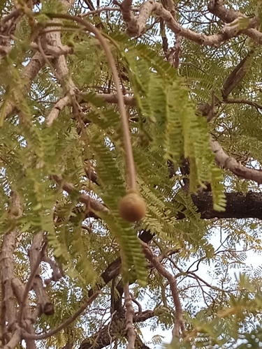 Foto de néré