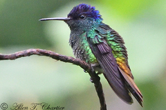 Chrysuronia oenone