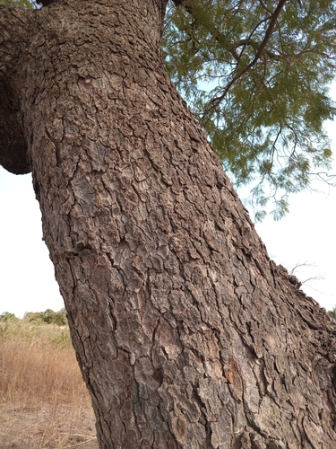 Foto de néré