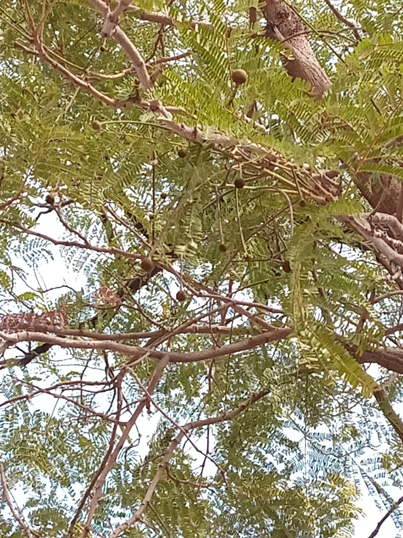 Imagem de néré