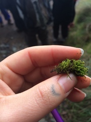 Claopodium whippleanum