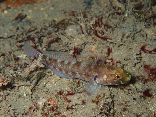 Golden goby (Gobius xanthocephalus) — Gobiidae — 2
