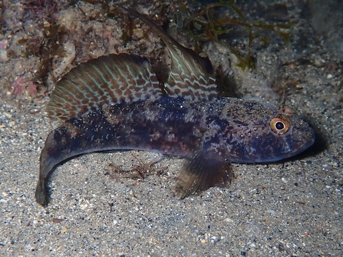 Black Goby, photo 7 of 10