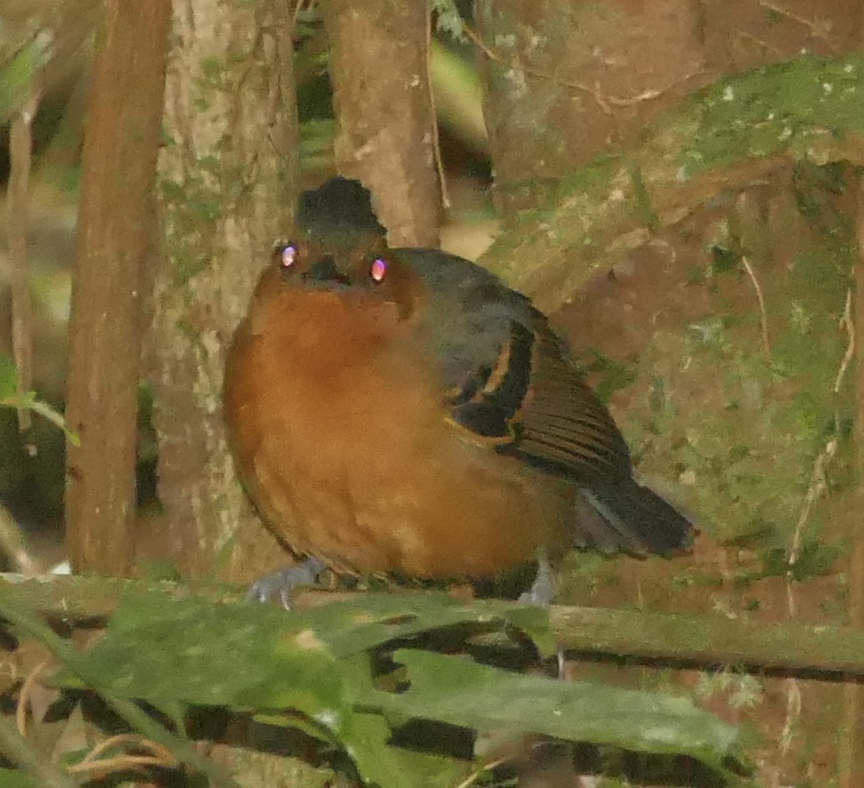 Black-headed Antbird (Percnostola rufifrons), photo 9