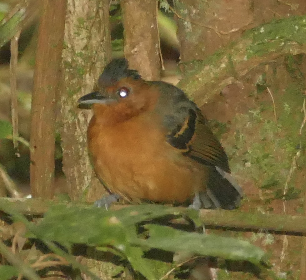 Black-headed Antbird (Percnostola rufifrons), photo 10