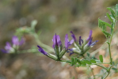 Astragalus suffruticosus
