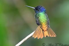 Golden-Tailed Sapphire photo 4