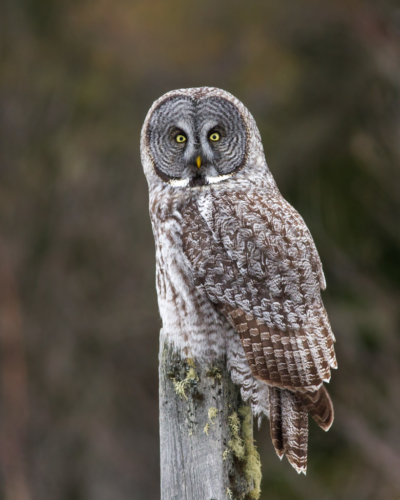 Great Grey Owl