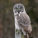 American Great Gray Owl - Photo (c) Fyn Kynd, some rights reserved (CC BY-SA), uploaded by Fyn Kynd