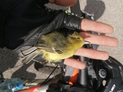 Vireo pallens