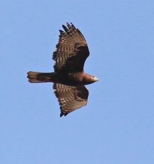 Buteo jamaicensis harlani