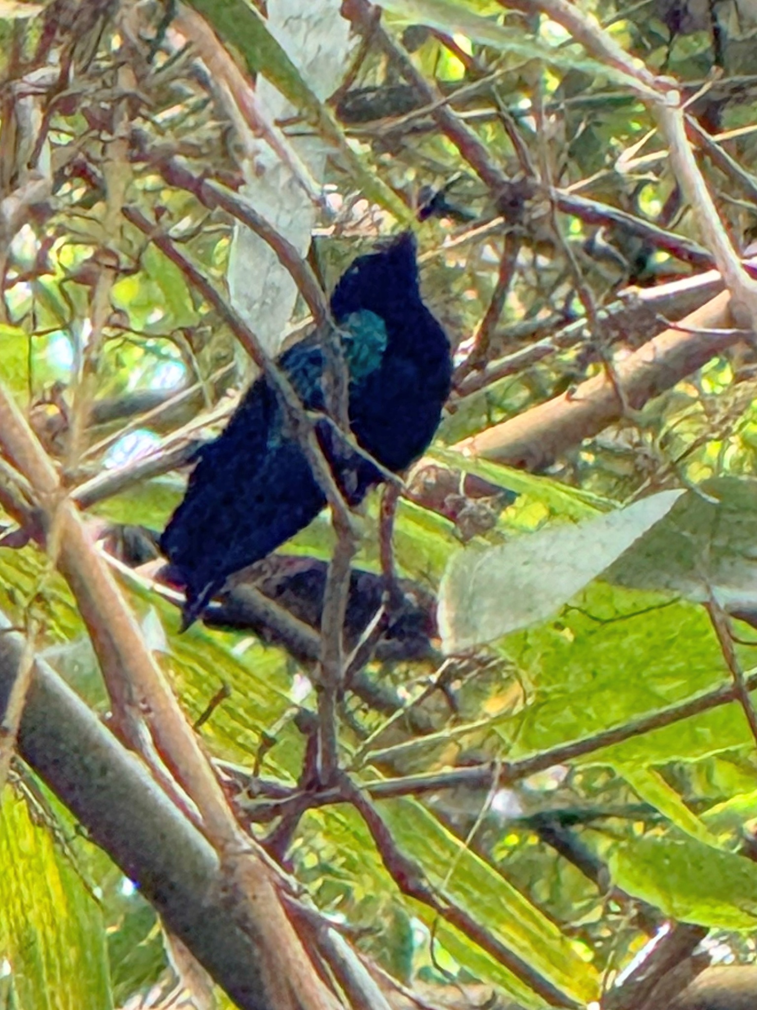 Purple-throated Carib (Eulampis jugularis), photo 3