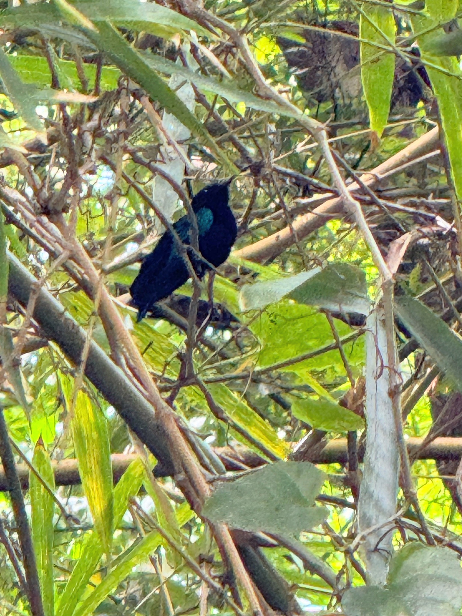 Purple-throated Carib (Eulampis jugularis), photo 4