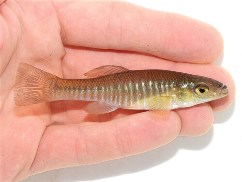 Banded Killifish