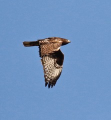 Buteo jamaicensis harlani