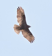 Buteo jamaicensis harlani