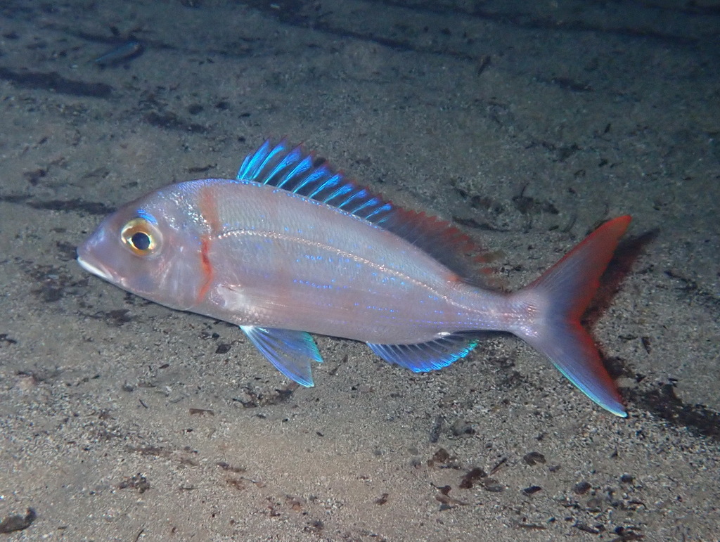 Common pandora (Pagellus erythrinus) — Sparidae
