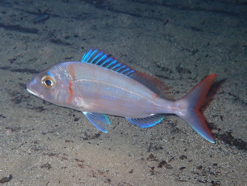 Common pandora (Pagellus erythrinus) — Sparidae