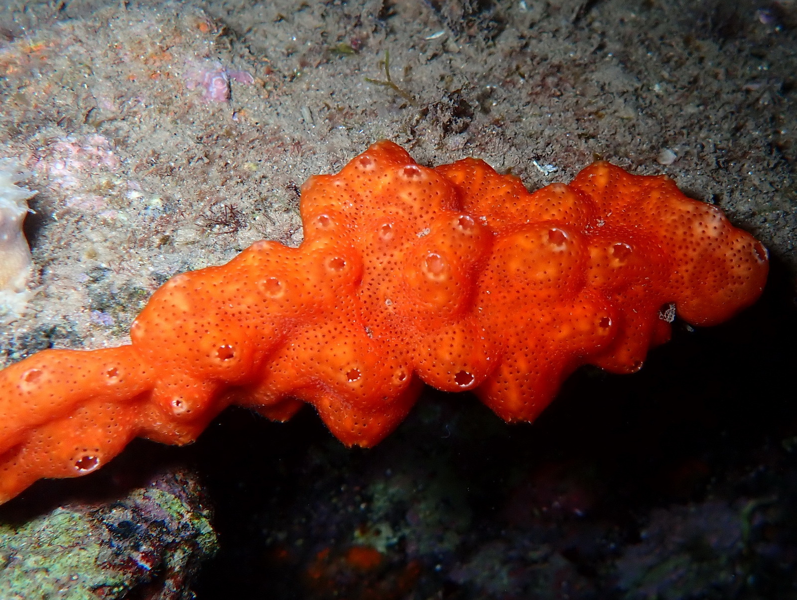 Polysyncraton lacazei (Giard, 1872)