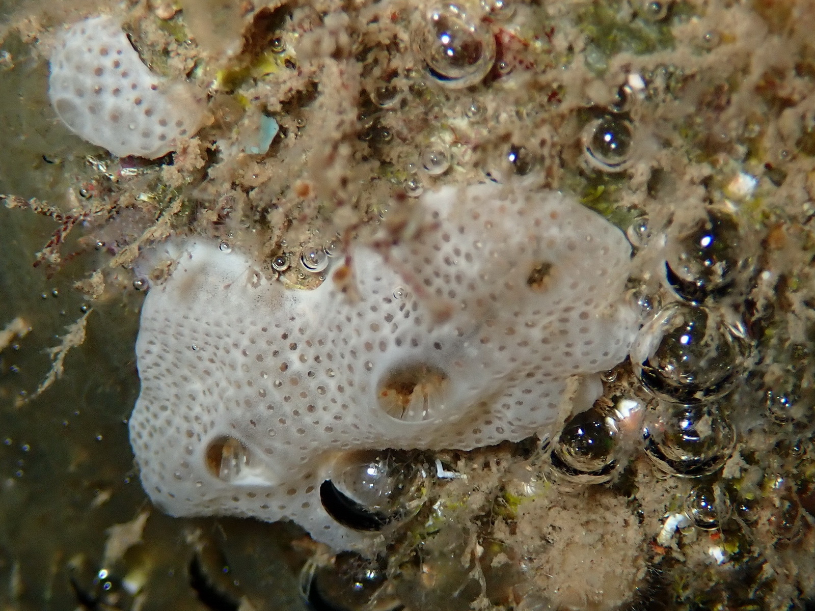Lissoclinum perforatum (Giard, 1872)