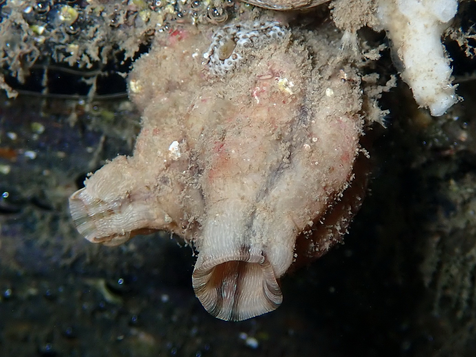 Styela plicata (Lesueur, 1823)