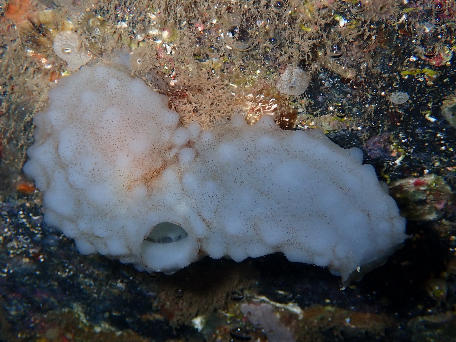 Phallusia mammillata (Cuvier, 1815)