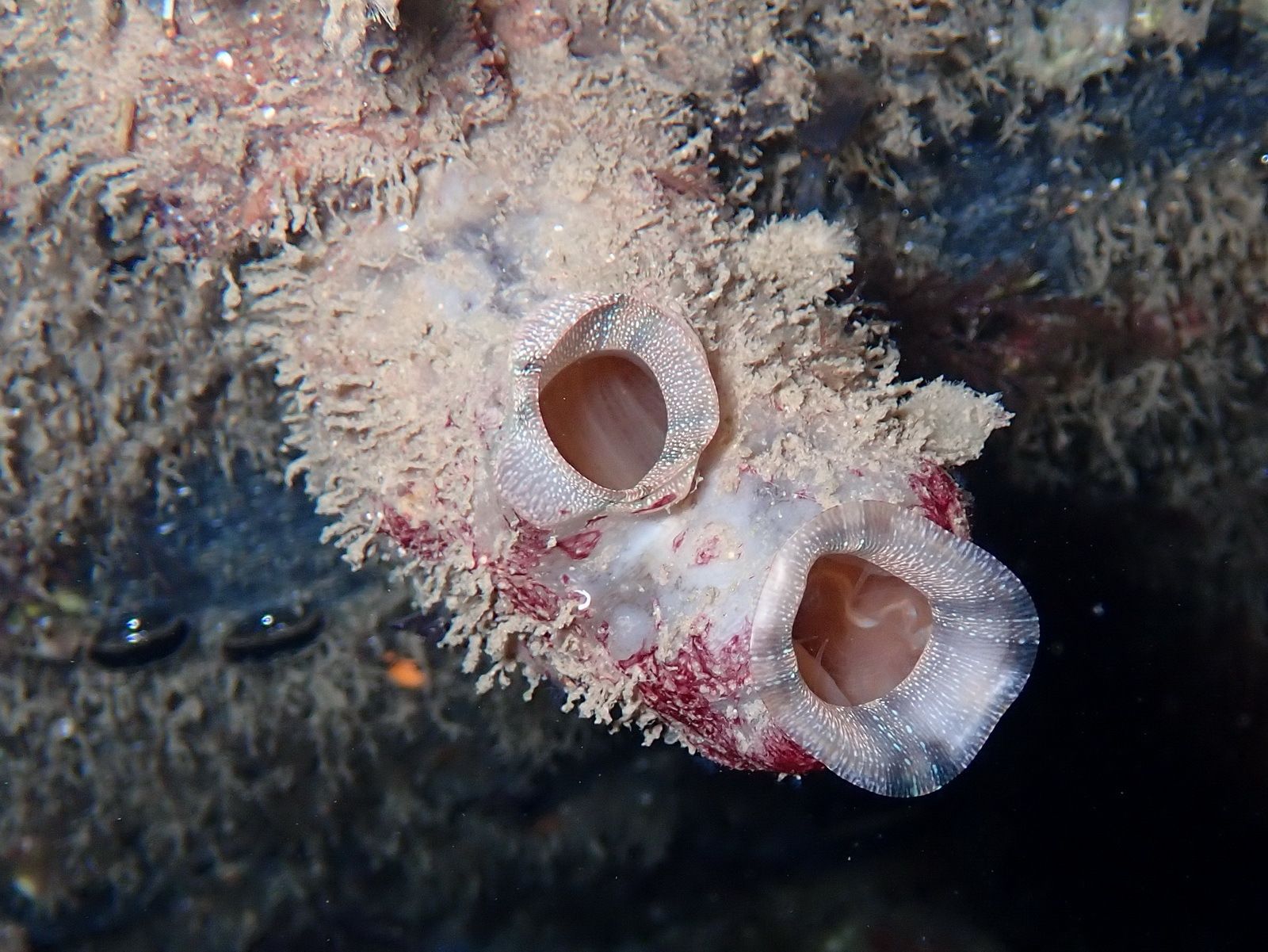 Styela plicata (Lesueur, 1823)