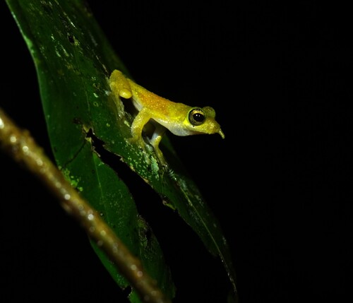 Litoria pronimia, 2025-09-09