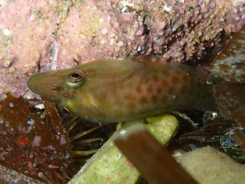 Shore clingfish (Lepadogaster lepadogaster) — Gobiesocidae