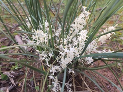 Lomandra effusa