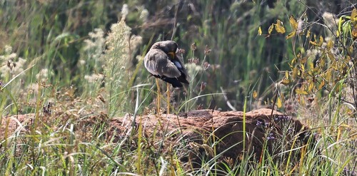 iNaturalist: (c) MSTour, some rights reserved (CC BY-NC), uploaded by MSTour iNaturalist image