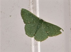 Prasinocyma iosticta