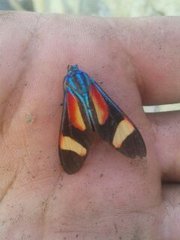 Cyanopepla submacula