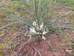 Lomandra effusa