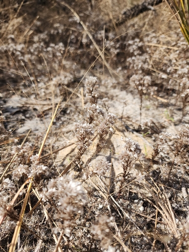 Foto de Polycarpaea corymbosa