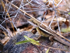 Lophognathus gilberti