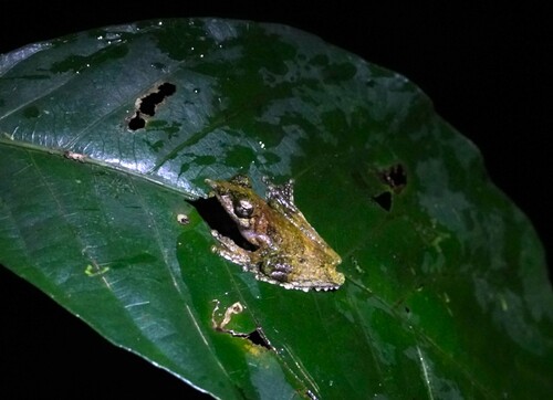 Litoria prora, 2025-11-10