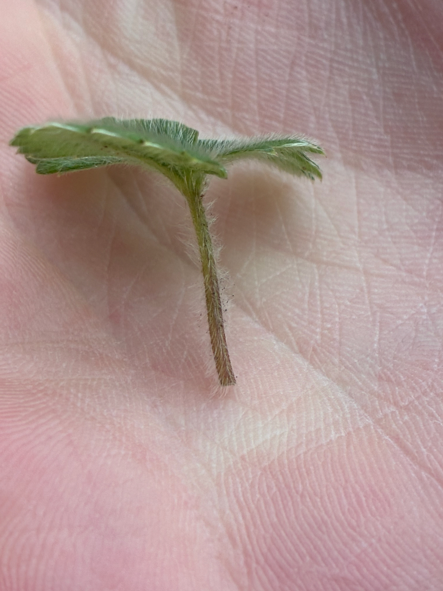 Imagem de Potentilla sterilis