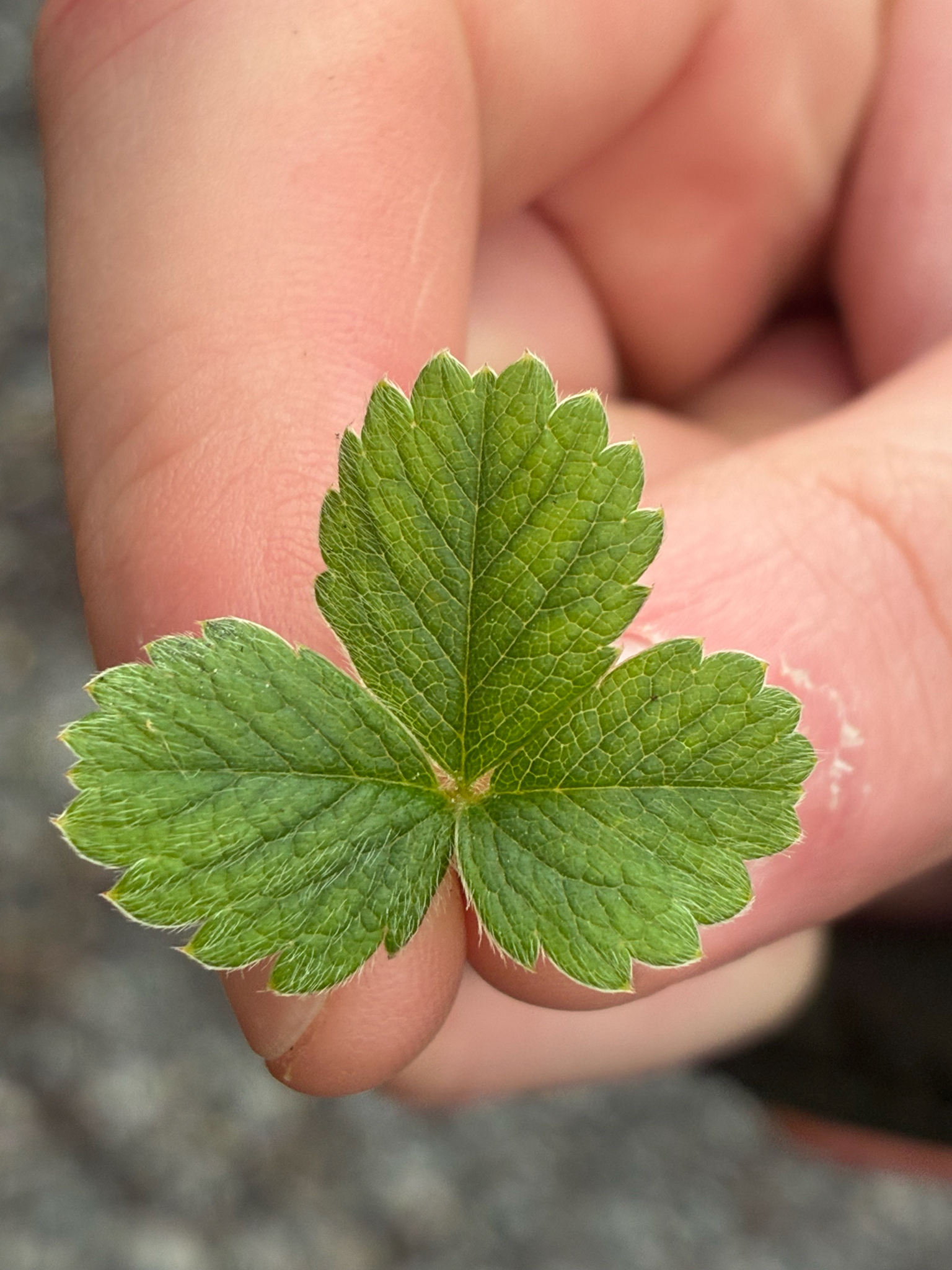 Imagem de Potentilla sterilis