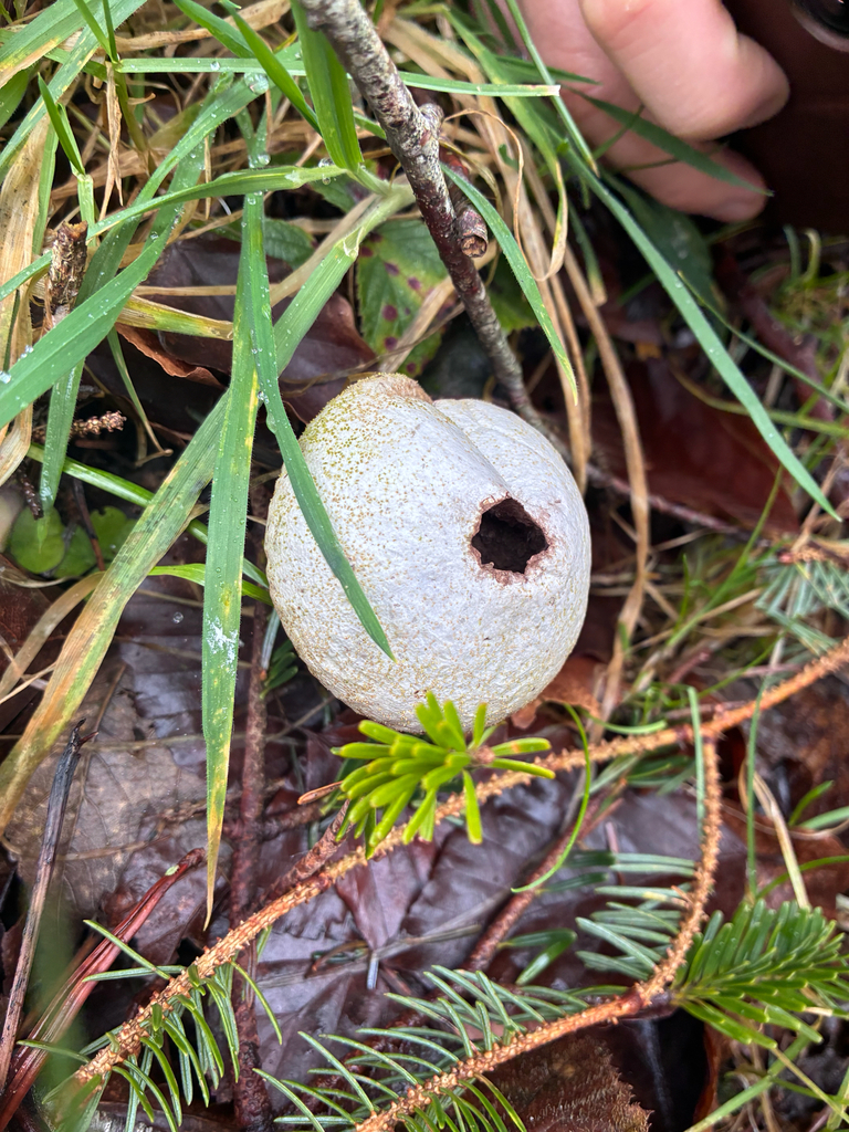 Lycoperdon perlatum · January 2026 · photo: © liverwort_lad (iNaturalist, cc-by)