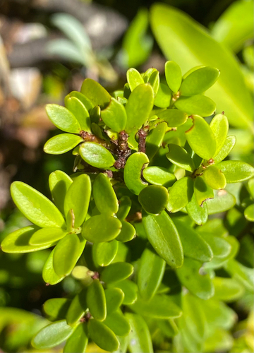 Maytenus disticha, photograph 4